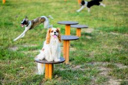 playground lars laj dog