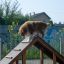 Pes šplhající na Agility A-frame Ramp.