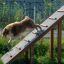 Pes používající Agility A-frame Ramp ve venkovním prostředí.