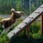 Pes běžící nahoru po Agility A-frame Ramp v parku.